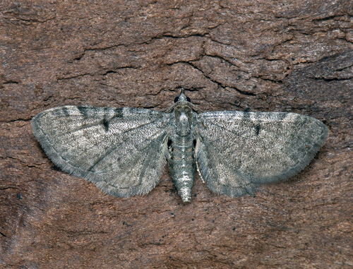Kirskålmalmätare / Skvalderkåldværgmåler, Eupithecia selinata. Vället, Sandby, Öland, Sverige d. 15 juni 2023. Fotograf; Mats Lindeborg, Håkan Johansson, Fredrik Bjerding
