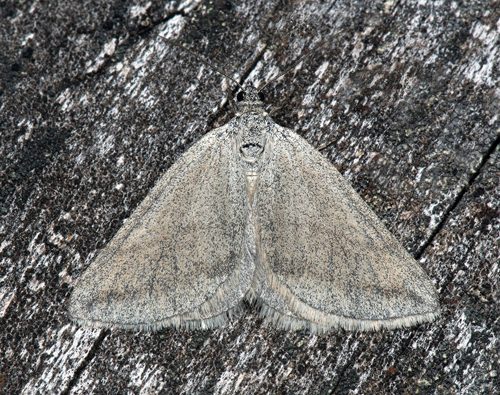 Gr puckelmtare / Lille Sennepsmler, Lithostege griseata. Transval, hus, , Skne, Sverige d. 16 juni 2023. Fotograf; Hkan Johansson med Fredrik Bjerding