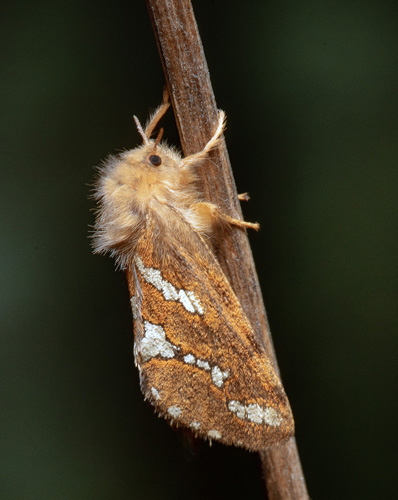 Dvärgrotfjäril/Lille Rodæder, Phymatopus hecta. Eskekärret, Moheda, Småland d. 21juni 2023. Fotograf; Håkan Johansson, Martin Sjödahl m.fl.