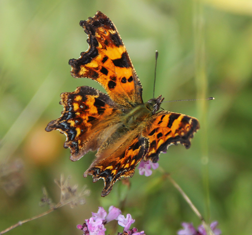 Det Blplettede Hvide C, Polygonia c-album ab. land, Sverige d. 28 juli 2023. Fotograf; Inger Johansson