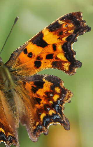 Det Blplettede Hvide C, Polygonia c-album ab. land, Sverige d. 28 juli 2023. Fotograf; Inger Johansson