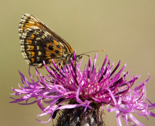Skogsnätfjäril, Melitaea athalia ab.: lachares (Fruhstorfer, 1919) hun. Gotland, Sverige juli 2023. Fotograf: Åsa Lindén