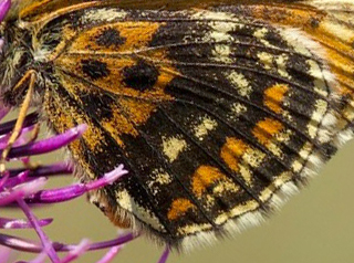 Skogsnätfjäril, Melitaea athalia ab.: lachares (Fruhstorfer, 1919) hun. Gotland, Sverige juli 2023. Fotograf: Åsa Lindén