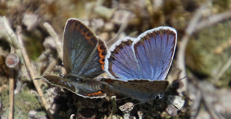 Argusblfugl, Plebejus argus parring. Skrsnsmosse, Smland, Sverige d. 14 juli 2023. Fotograf; Janne Svantesson