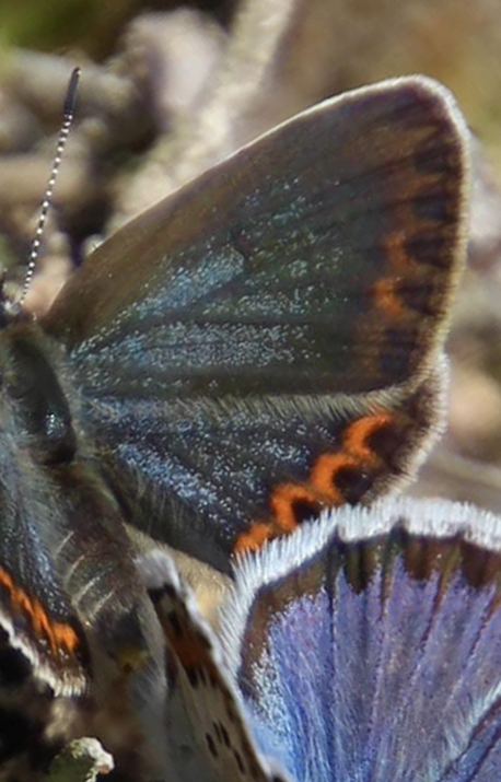 Argusblfugl, Plebejus argus parring. Skrsnsmosse, Smland, Sverige d. 14 juli 2023. Fotograf; Janne Svantesson