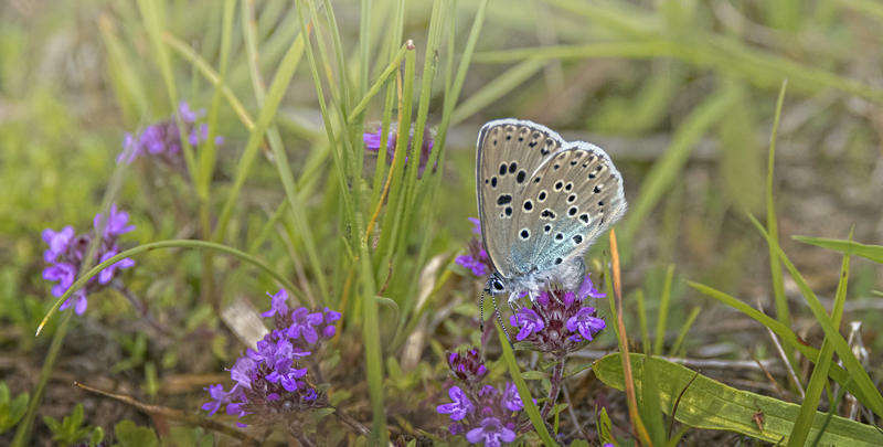 Sortplettet Blfugl, Phengaris arion hun. Revingehed, Skne, Sverige d. 30 juli - 2023. Fotograf; John S Petersen