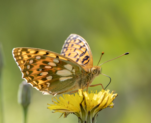 Markperlemorsommerfugl, Speyeria aglaja han, form med udvidet pletter. Sydlig Smland, Sverige d. 11 juli 2023. Fotograf; Flemming Eskildsen