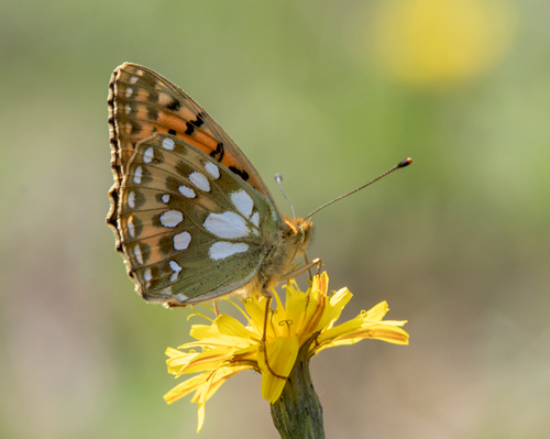 Markperlemorsommerfugl, Speyeria aglaja han, form med udvidet pletter. Sydlig Smland, Sverige d. 11 juli 2023. Fotograf; Flemming Eskildsen