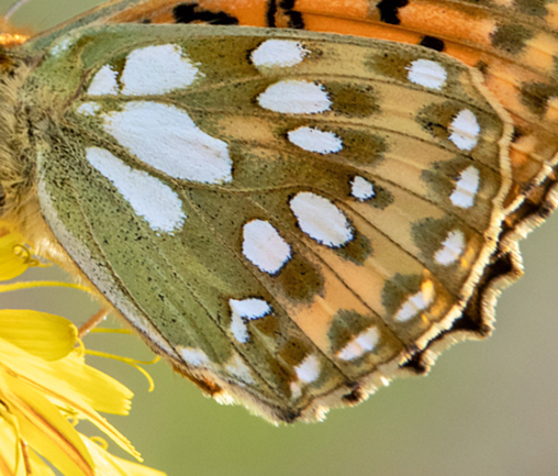 Markperlemorsommerfugl, Speyeria aglaja han, form med udvidet pletter. Sydlig Smland, Sverige d. 11 juli 2023. Fotograf; Flemming Eskildsen