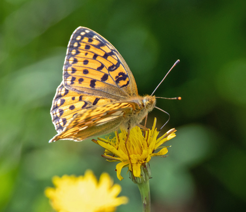 Markperlemorsommerfugl, Speyeria aglaja han, form med udvidet pletter. Sydlig Smland, Sverige d. 11 juli 2023. Fotograf; Flemming Eskildsen