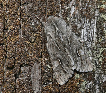 Tidlig Frostugle/Vrtaggfly, Brachionycha nubeculosa. Skogshult, Smland, Sverige d. 26 april 2023. Fotograf; Ole Andersen
