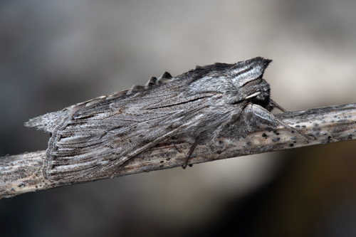 Ljusskyggt kapuschongfly / Svinemlk-htteugle, Cucullia lucifuga. Klckt frn larv hittad i Uppland, Sverige juli 2022 av Fredrik Bjerding. Fotograf; Hkan Johansson