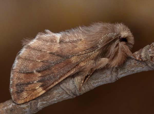 Fjäderbärare, Ptilophora plumigera (Denis & Schiffermüller, 1775). Mossberga - Vipetorp NR, Torvmossen, Högsrum, Öland, Sverige d 12 oktober 2023. Fotograf: Håkan Johansson