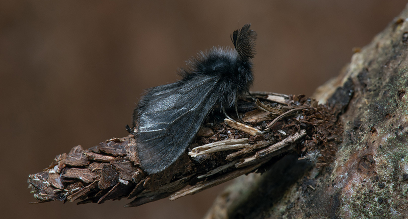 Ljungsäckspinnare, Acanthopsyche atra hane och säck. Halland, Sverige primo maj 2023. Fotograf; Håkan Johansson