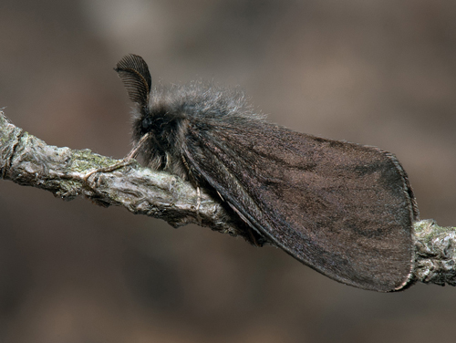 Sotsckspinnare / Storbladet Skbrer, Canephora hirsuta han. Trollskogen, Bda, land, Sverige d. 16 juni 2023. Fotograf; Hkan Johansson, Mats Lindeborg, sa Moquist m.fl.