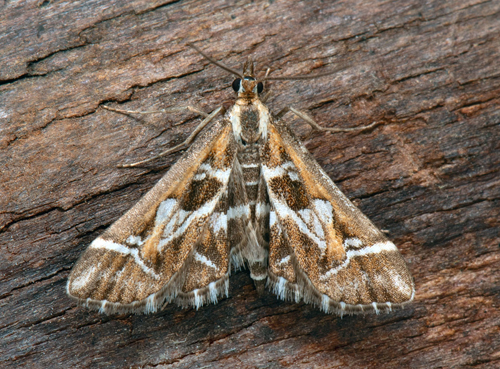 Bokstavsmott / Bogstavsmøl, Diasemia reticularis (Linnaeus, 1761). Trollskogen, Böda, Öland, Sverige d. 16 juni 2023. Fotograf; Håkan Johansson, Mats Lindeborg, Richard Ek m.fl.