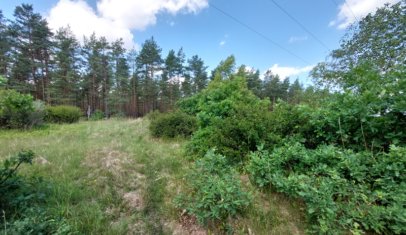 Egesommerfugl, Satyrium ilicis. Vittskvle, Skne, Sverige d. 16 juli 2023. Fotograf; Lars Andersen