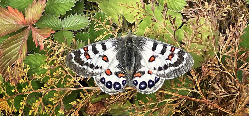 Common Blue Apollo, Parnassius hardwickii. At Pelela Pass 3500 m. in Bhutan october 18, 2023. Photographer; Kim Garwood