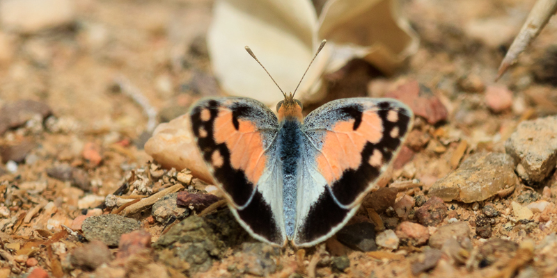 Mrkplettet Lvesommerfugl, Colotis phisadia. Holland Park nordlige Eilat, Israel d. 22 marts 2023. Fotograf; Lars Andersen