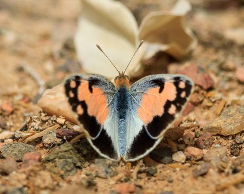 Mrkplettet Lvesommerfugl, Colotis phisadia. Holland Park nordlige Eilat, Israel d. 22 marts 2023. Fotograf; Lars Andersen