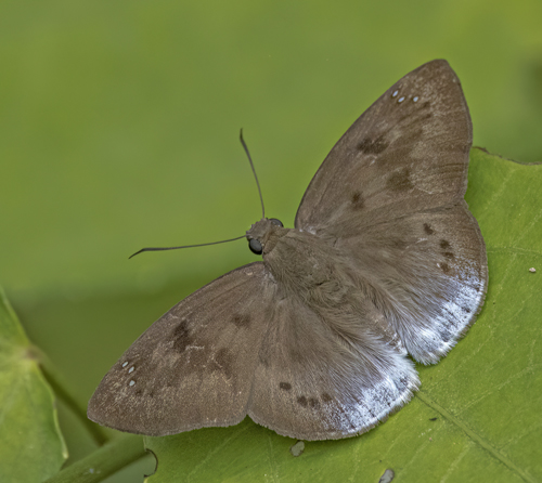 Common Snow Flat, Tagiades japetus (Stoll, 1781). Erawan National Park, Kanchanaburi Province, Thailand d. 8 january 2023. Photographer; John S. Petersen