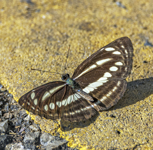 Common Sailer, Neptis hylas (Linnaeus, 1758).  Erawan National Park, Kanchanaburi Province, Thailand d. 8 january 2023. Photographer; John S. Petersen
