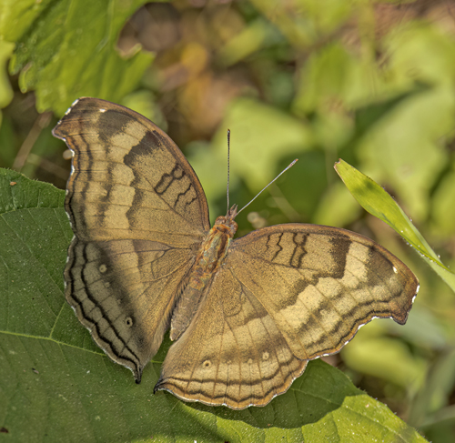 Chocolate Pansy, Junonia iphita (Cramer, 1779). Hall of Opium, Chiang Saen, Chiang Rai, Thailand d. 10 january 2023. Photographer; John S. Petersen