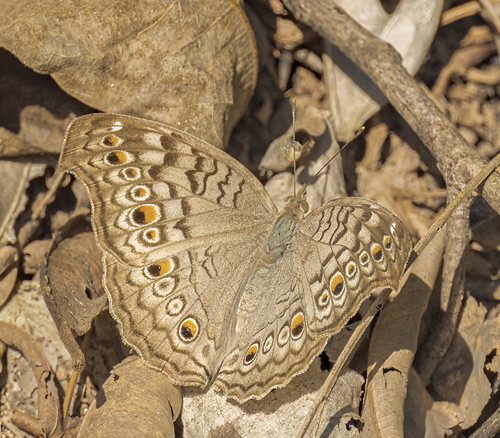 Grey Pansy, Junonia atlites (Linnaeus, 1763).  Hall of Opium, Chiang Saen, Chiang Rai, Thailand d. 10 january 2023. Photographer; John S. Petersen