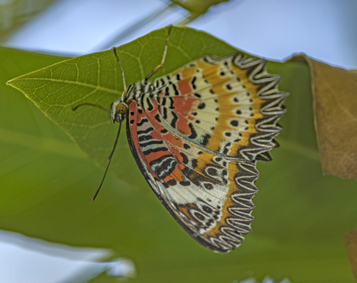 Leopard Lacewing, Cethosia cyane (Drury, 1773). Maekok River Village Resort, Chiang Mai, Thailand d. 11 january 2023. Photographer; John S. Petersen