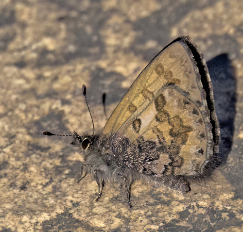 Chinese Straight-wing Blue, Orthomiella rantaizana rovorea (Fruhstorfer,1918). Pagoderne, Doi Inthanon National Park, Thailand d. 14 january 2023. Photographer; John S. Petersen