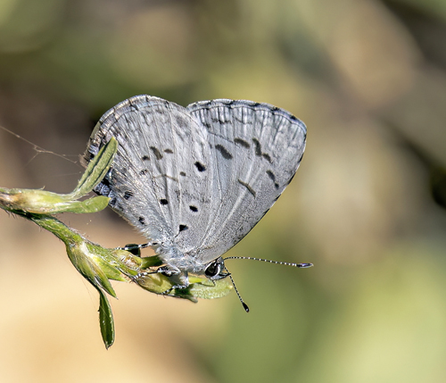 Plain Hedge Blue, Celastrina lavendularis (Moore, 1877). Wachitan Waterfall, Doi Inthanon National Park,Thailand d. 14 january 2023. Photographer; John S. Petersen