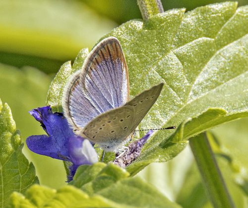 Lesser Grass Blue, Zizina otis (Fabricius, 1787). Citypark, Chiang Mai, Thailand d. 15 january 2023. Photographer; John S. Petersen