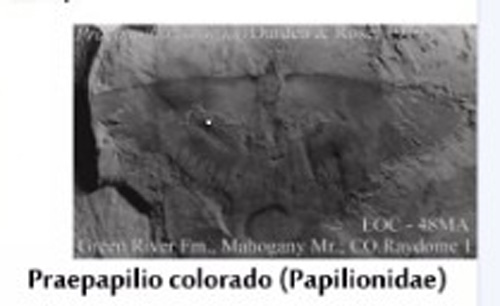 Praepapilio colorado (Durden & Rose, 1978). the type species of the genus, is from the Middle Eocene-aged Green River Shale, Parachute Creek Member, near Raydome, Colorado. Durden and Rose, in their 1978 paper.