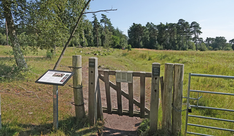 Konikheste . Bøtø Plantage, Falster d. 20 juli 2024. Fotograf; Lars Andersen