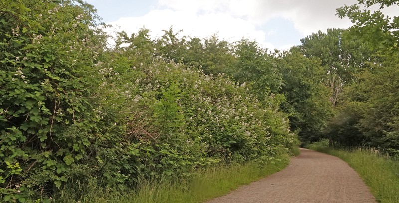 Armensk Brombr, Rubus armeniacus. Amager Flled, Amager d. 18 juni 2024. Fotograf; Lars Andersen
