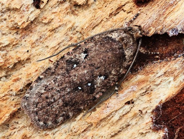 Almindelig Fladmøl, Agonopterix heracliana 1 Imago. Lyngby (Århus, Midtjylland) d. 13. februar 2024. Fotograf: Yvonne Bloch