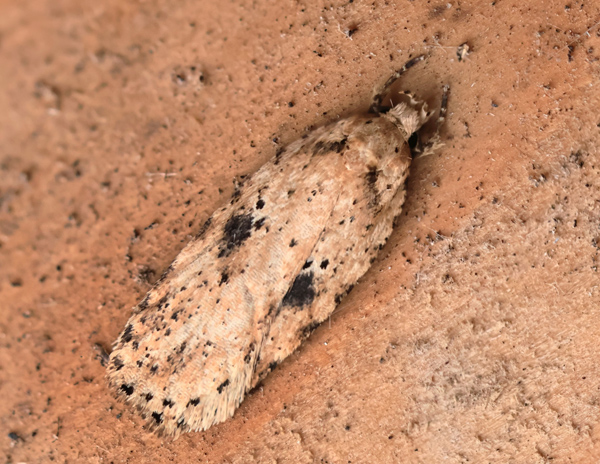 Tidselfladmøl, Agonopterix arenella 1 Imago. Lyngby (Århus, Midtjylland) d. 5. februar 2024. Fotograf: Yvonne Bloch