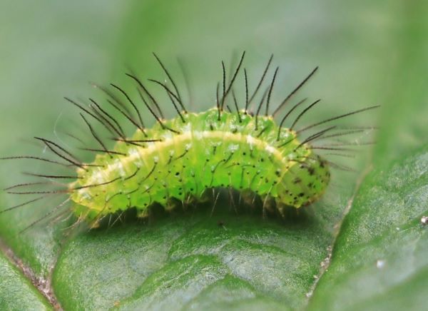 Lille Å-Ugle, Rivula sericealis (Scopoli, 1763) larve. Lyngby, Århus, Danmark d. 15 november 2024. Fotograf: Yvonne Bloch