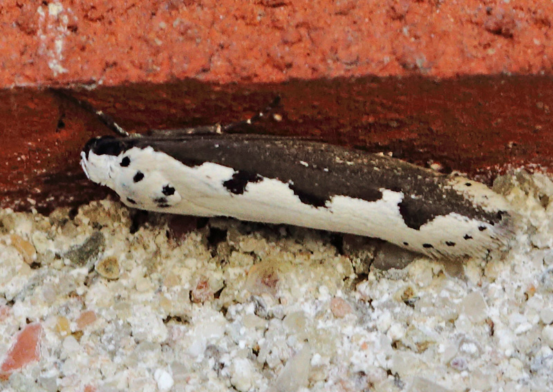 Slangehovedmøl, Ethmia bipunctella (Fabricius, 1775). Toskiftevej, Bellacenter Metro St. Amager d. 6 september 2024. Fotograf: Lars Andersen