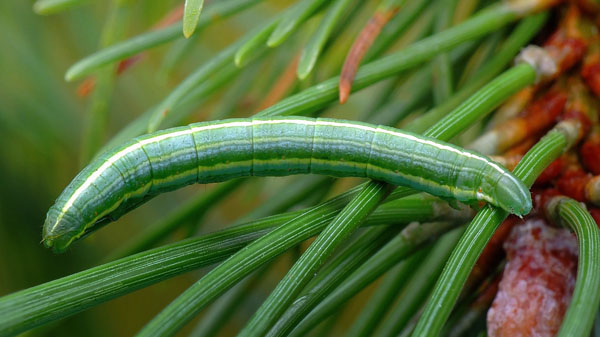 Tallmätare / Fyrremåler, Bupalus piniaria (Linnaeus, 1758). Grenå. Danmark d. 9 oktober 2024. Fotograf; Kjeld Brem