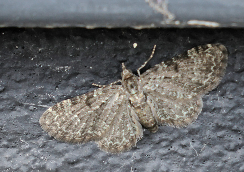 Seljepildværgmåler, Eupithecia tenuiata (Hübner, 1813). Toskiftevej, Sundbyvester, Amager d. 24 maj 2024. Fotograf; Lars Andersen