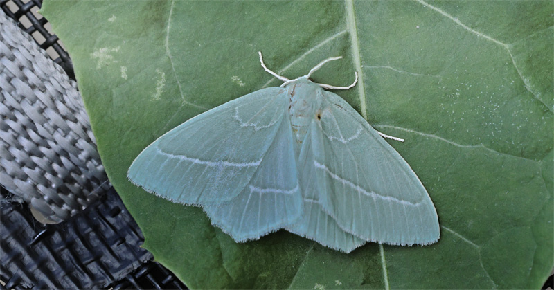 Klematisbladmåler, Hemistola chrysoprasaria. Sundby, Armager d. 29 juni 2024. Fotograf; Lars Andersen
