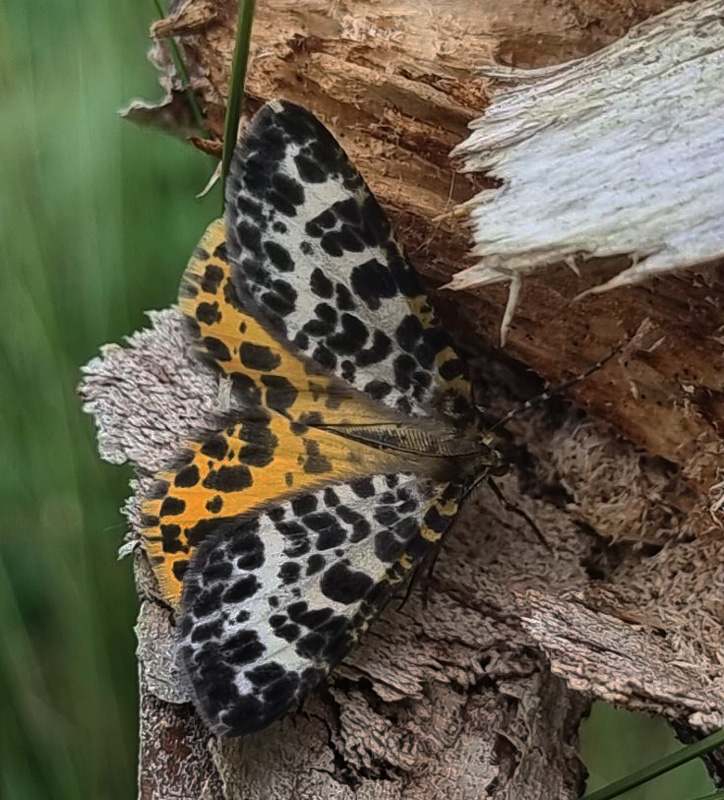 Mose-Harlekin, Arichanna melanaria. Bøllemosen, Skodsborg, Jægersborg Hegn 13 Juni 2024. Fotograf; Oskar Zytnik