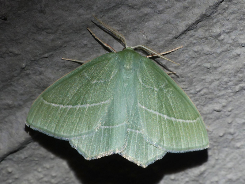 Klematisbladmåler, Hemistola chrysoprasaria. Gangtunnelen, Ballerup Station, Nordsjælland d. 30 juni 2024. Fotograf; Poul Ulrik