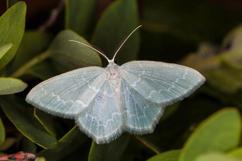 Blåbær-Lundmåler, Jodis putata. Lyngby Åmosen, Nordsjælland d. 20 maj 2019. Fotograf; Karsten Schnack