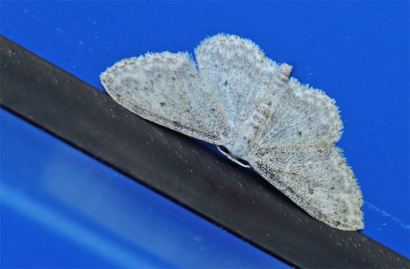 Gråplettet Løvmåler, Idaea seriata. Toskiftevej. Sundbyvester, Amager d. 7 august 2024. Fotograf; Lars Andersen