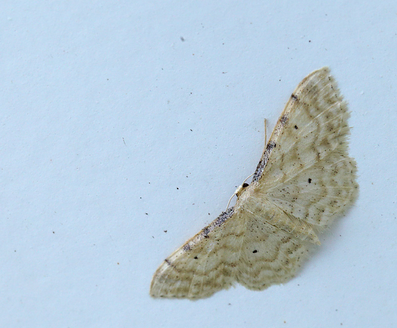 Gråkantet Engmåler, Idaea fuscovenosa. Toskiftevej. Sundbyvester, Amager d. 8 august 2024. Fotograf; Lars Andersen