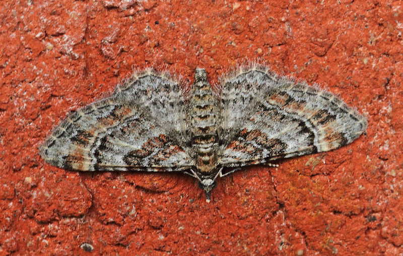 Rødbåndet Dværgmåler, Gymnoscelis rufifasciata (Haworth, 1809). Toskiftevej, Amager d. 9 august 2024. Fotograf; Lars Andersen
