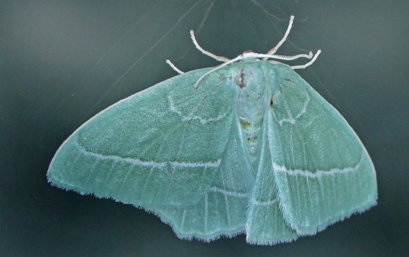 Klematisbladmåler, Hemistola chrysoprasaria. Sundby, Armager d. 29 juni 2024. Fotograf; Lars Andersen