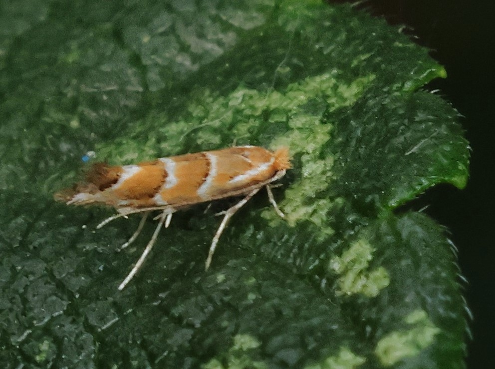 Phyllonorycter tristrigella (Haworth, 1828). Frederiksberg d. 24 august 2024. Fotograf: Lars Andersen